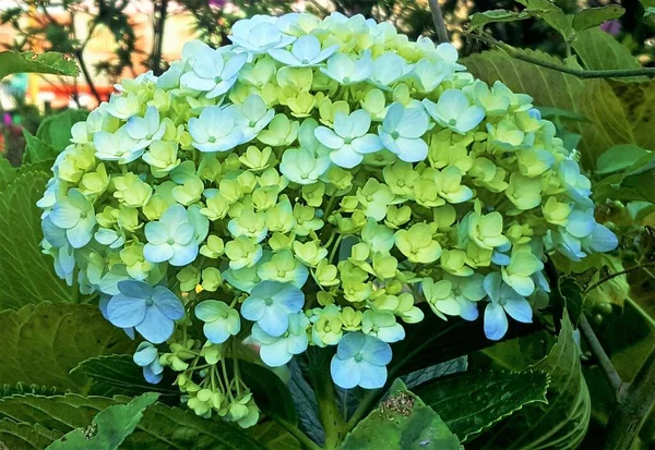 Närbild Vackra Hortensia Macrophylla Pastellgrön Och Blå Frankrike Hortensia Lacecap — Stockfoto