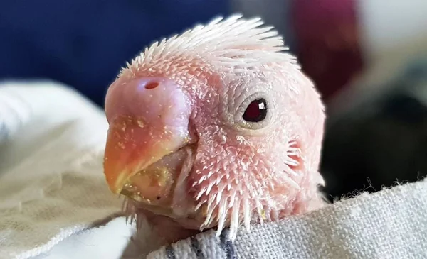 Albino Chick Budgie Spike Feather All Head — Stock Photo, Image