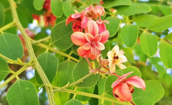 Fioritura Cassia Roxburghii Cassia Rossa Cassia Roxburgh Ceylon Senna Flora — Foto Stock