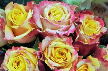 Buket üç renkli çay gülleri (rosa hybrida).