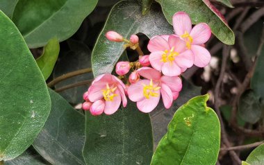 Blooming Peregrina (Jatropha integerrima, Nettlespures pembe çiçekler), Dubai 'de bitki örtüsü.