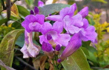 Mor sarımsak çiçeği (Mansoa Alliacea, tropikal liana), Pakistan florası.