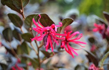 Çiçekli Loropetalum chinense (loropetalum, Çin püsküllü çiçek, kayış çiçeği), Bali bitkisi.