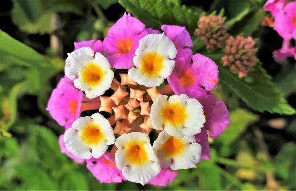 Närbild Blommande Lantana Camara Vanlig Lantana — Stockfoto