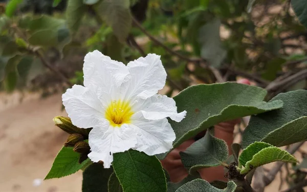 Kwitnący Singiel Cordia Boissieri Flower Anacahuita Meksykańska Oliwka Biały Kordia — Zdjęcie stockowe