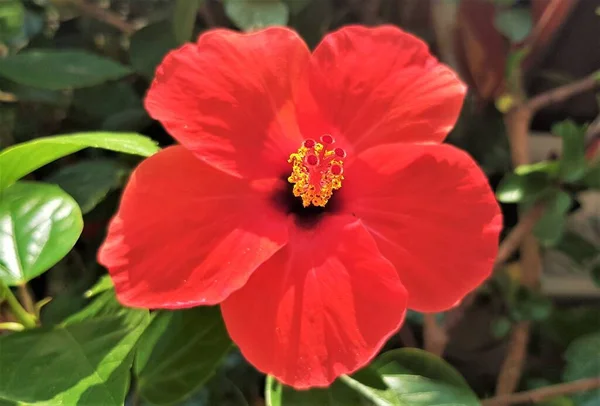 Blooming beauty of red hibiscus flower (rose mallow, hardy hibiscus, rose of sharon, tropical hibiscus).