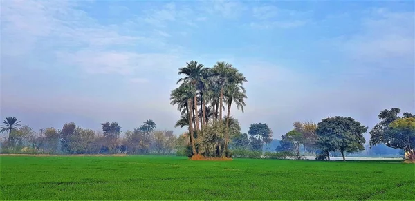 Impresionante Paisaje Invierno Campo Vegetación Verde Pakistán — Foto de Stock