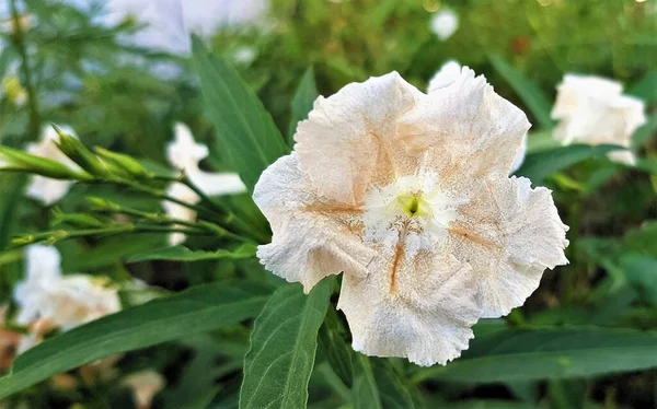 Närbild Blommande Ruellia Simplex Grädde Skugga Mexikanska Vilda Petunia Flora — Stockfoto