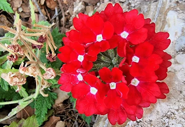 Blooming Beauty Crimson Garden Verbena Polkadots Verbena Hybrida Vervain Alia — стоковое фото