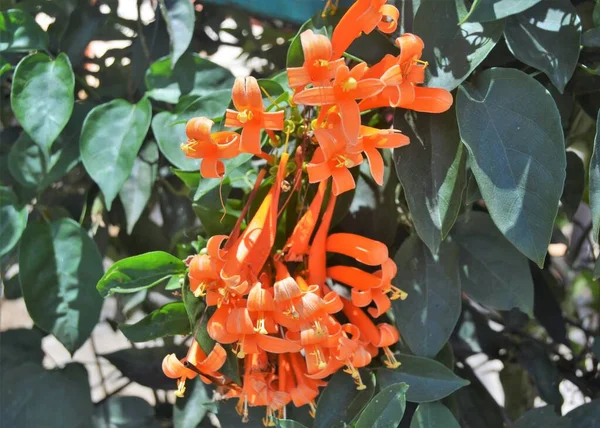 Pyrostegia Venusta Flamevine Arancio Tromba Flora Dell Indonesia — Foto Stock