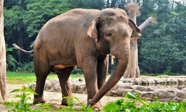Een Sumatraanse Olifant Elephas Maximus Sumatrensis — Stockfoto