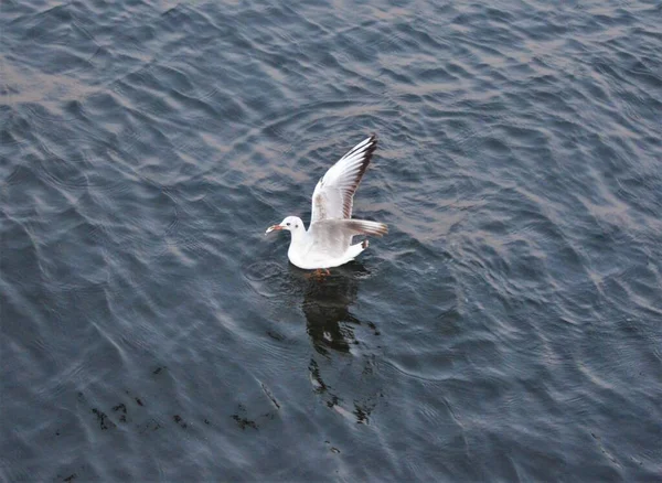 Racek Těší Teplé Vodě Během Modré Hodiny Racek Mořský Pták — Stock fotografie