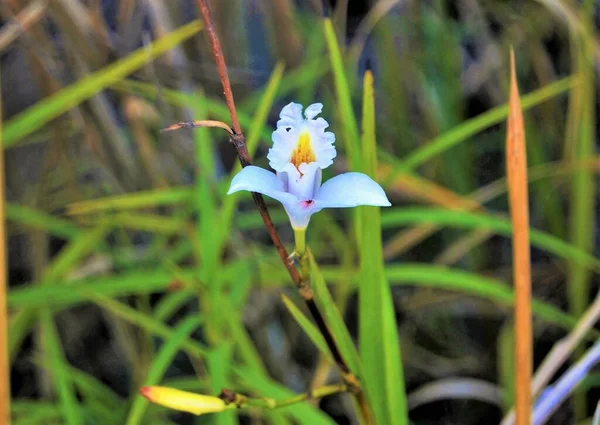 Одинокая Дикая Орхидея Arundina Graminifolia Cymbidium Bambusifolia Bletia Вулкане Мерапи — стоковое фото