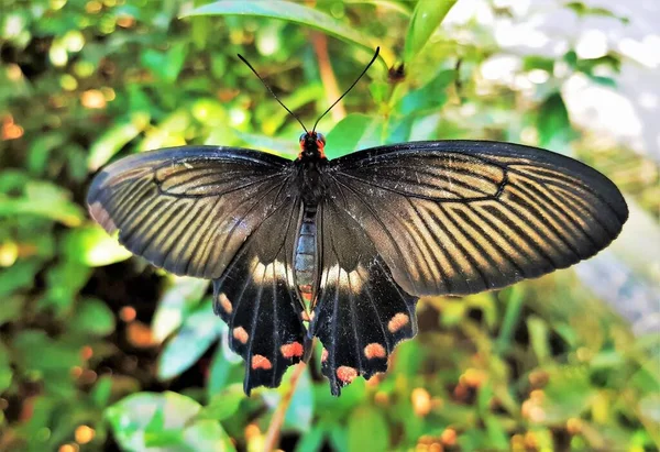 Dorsal View Papilio Memnon Butterfly Great Mormon Swallowtail Family — Fotografia de Stock