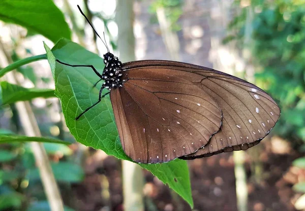 Euploea Mulciber Corbeau Bleu Rayé Papillons Pattes Brosse Faune Bali — Photo