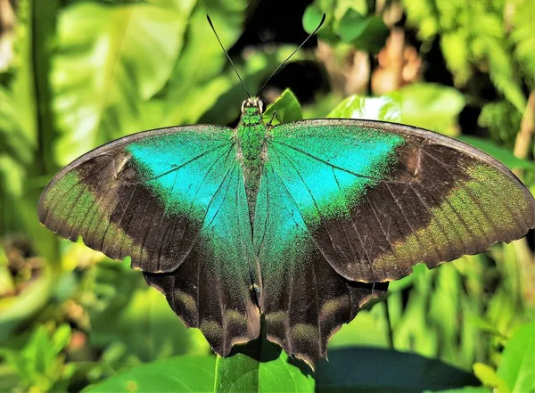 Dorsal View Beautiful Papilio Peranthus Butterfly Papilio Peranthus Java Java — Stok fotoğraf