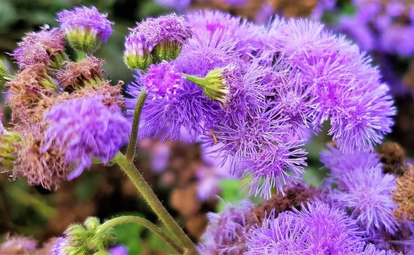 Ageratum Houstonianum Blue Billygoat Weed Bluemink Floss Flower Mexicaans Ageratum — Stockfoto