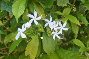 Tabernaemontana divaricata (fırıldak çiçeği, crape yasmine).