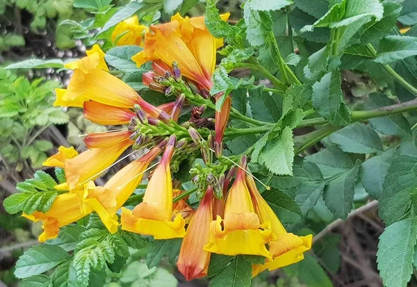 Close up of Tecoma alata (flaming bells orange, bells orange Esperanza, tecoma orange Jubilee).