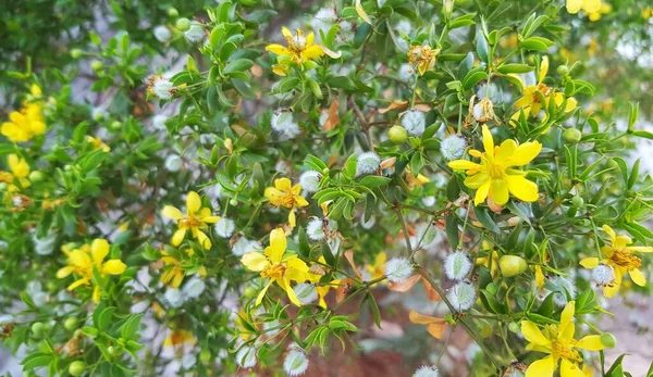 Larrea Tridentata花の小さな美しさ Creosote Bush Greaswood Zygophylla Hediondilla ドバイの植物 — ストック写真