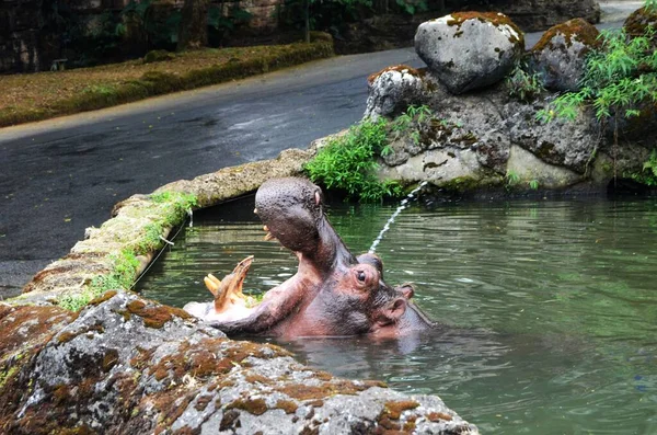 Hippo Jolla Leveä Suu Ruokinta Aikana Hippopotamus Amphibius — kuvapankkivalokuva