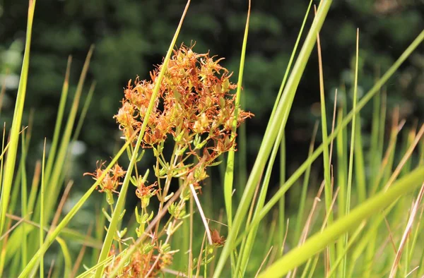 Narthecium ossifragum (bataklık asphodel, Lancashire asphodel).