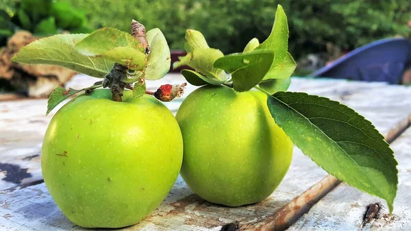Fresh Green Apples Malus Pumila Malusdomestica Orchard Karakoram Highway Northen — стокове фото