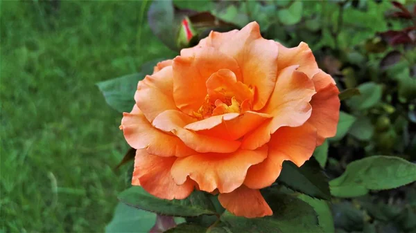 Rosa Super Trouper Hybrid Floribunda Rose Mandarin Orange Blüten Mit — Stockfoto