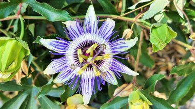 Passiflora caerulea (mavi tutku çiçeği, mavi tutku çiçeği, yaygın tutku çiçeği)).