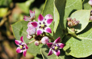 Blooming Crown flower (Calotropis procera, dogbane), flora of UAE.