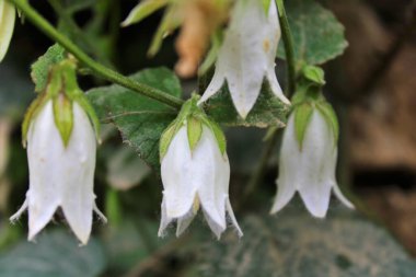 Campanula punctata alba (beyaz benekli çan çiçeği), Türk florası.