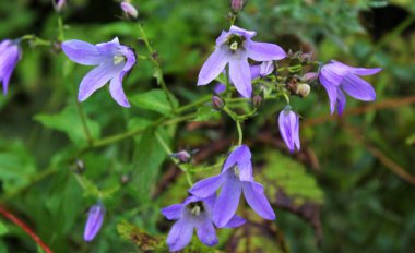 Blooming Adenophora potaninii (Bush ladybells, Ladybells), Turkiye.