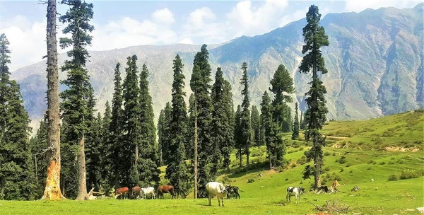 Breathtaking Green Meadow Scenery Lalazar Hilltop Pakistan — Stock Photo, Image