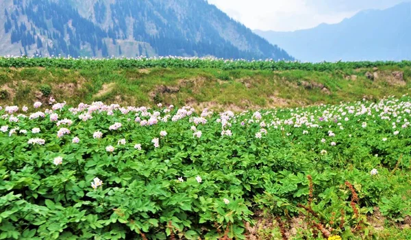 Ανθισμένα Ροζ Λουλούδια Από Χωράφια Πατάτας Στην Κορυφή Του Λαλαζάρ — Φωτογραφία Αρχείου