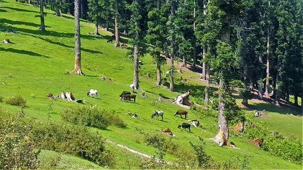 Breathtaking Green Scenery Grazing Herds Lalazar Hilltop Northern Pakistan — Fotografia de Stock
