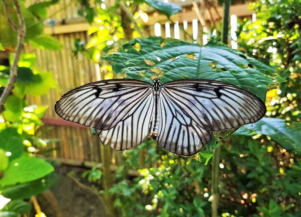 Дорсальний Вид Ідею Лейко Папір Метелик Повітряним Змієм Метелик Рифлером — стокове фото