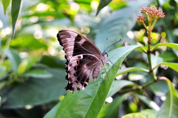 Orchard Swallowtail Butterfly Perched Ixora Leaf Papilio Aegeus Large Citrus —  Fotos de Stock