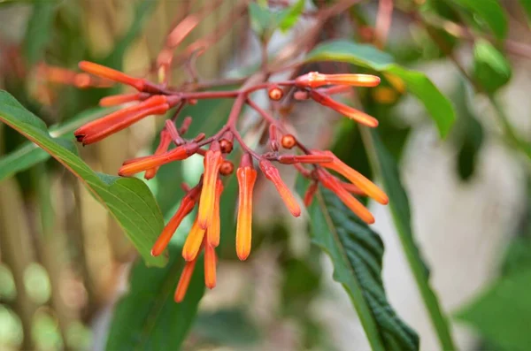 Close Hamelia Patens Firebush Hummingbird Bush Scarletbush Flora Dubai — Foto Stock