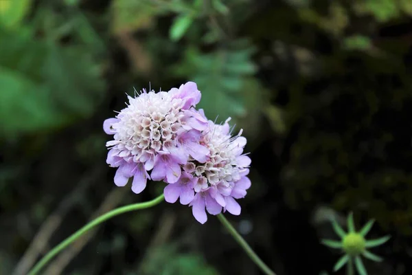 Close Scabiosa Columbaria Small Scabious Dwarf Pincushion Flower Columbaria Flora — Foto de Stock