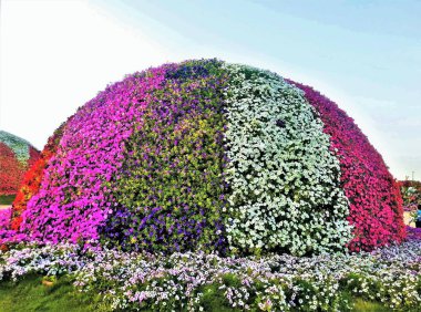 Beautiful hemisphere design of colorful petunia flowers in Dubai Garden.