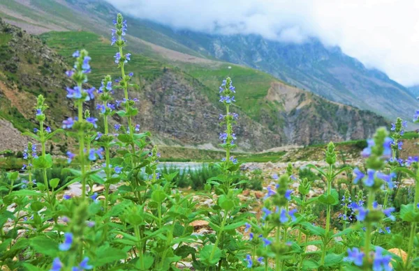 Salvia Verbenaca Wild Clary Wild Sage Fleabane Misty Karakoram Mountain —  Fotos de Stock