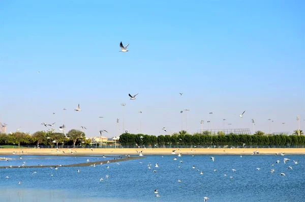 View Flocking Seagulls Larusmichahellis Flying Beach Dubai — Photo