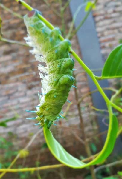 Close Green Imperial Moth Caterpillar Munching Leaf Eacles Imperialis — 스톡 사진
