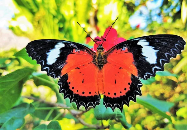 Спинний Вид Cethosia Biblis Розташований Листі Червоне Мереживо Метелик Геліконін — стокове фото