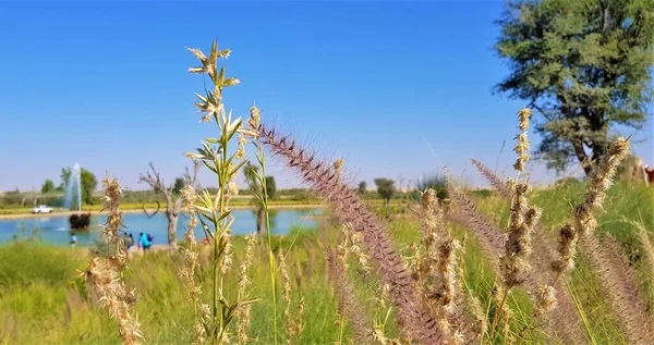 Une Beauté Pittoresque Nature Lac Qudra Dubaï — Photo