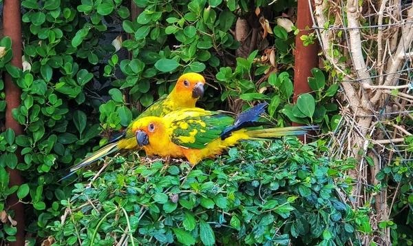 Lovely Paired Sun Parakeets Sun Conure Aratinga Solstitialis — Stock Photo, Image