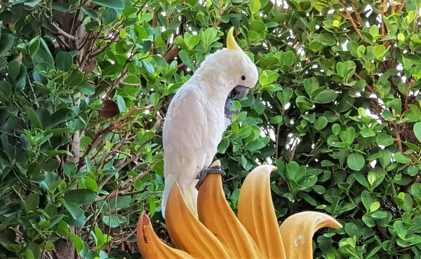 The sulphur-crested cockatoo, loves self-manicure (Cacatua galerita).