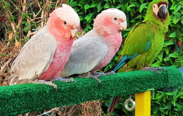 Pair Galah Green Parrot Eolophus Roseicapilla Pink Grey Cockatoo Rose — Stock Photo, Image