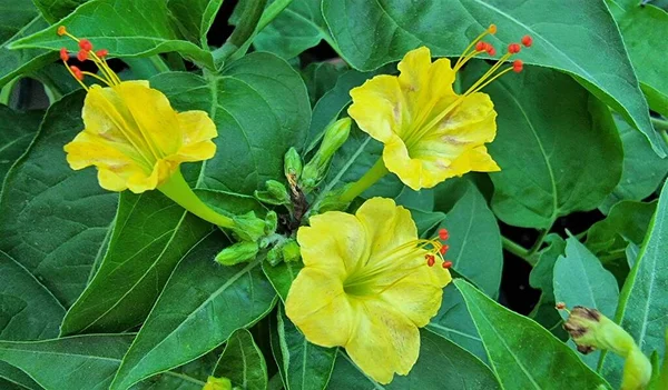Blooming Mirabilis Jalapa Bright Yellow Shade Pattern Marvel Peru Four — стоковое фото