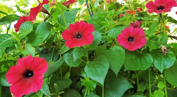 Blooming Djupt Röd Surfinia Hybrid Petunia — Stockfoto